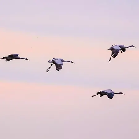 Bienenwagen Weitblick, Kamin, Sauna Ganzjaehrig Nutzbar * Dargun