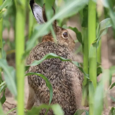 Bienenwagen Weitblick, Kamin, Sauna Ganzjaehrig Nutzbar Apartment *