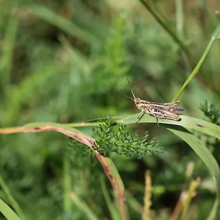 Bienenwagen Weitblick, Kamin, Sauna Ganzjaehrig Nutzbar Apartment Dargun