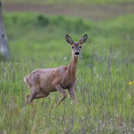 Bienenwagen Weitblick, Kamin, Sauna Ganzjaehrig Nutzbar
