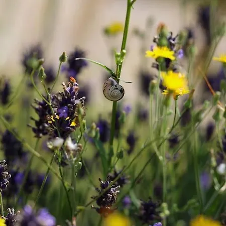 Bienenwagen Weitblick, Kamin, Sauna Ganzjaehrig Nutzbar Apartment