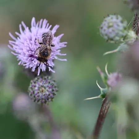 Bienenwagen Weitblick, Kamin, Sauna Ganzjaehrig Nutzbar