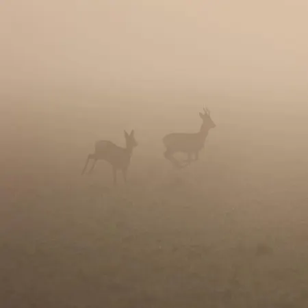 Apartment Bienenwagen Weitblick, Kamin, Sauna Ganzjaehrig Nutzbar Dargun