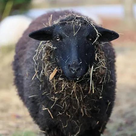 Apartment Bienenwagen Weitblick, Kamin, Sauna Ganzjaehrig Nutzbar