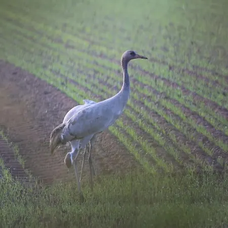 Bienenwagen Weitblick, Kamin, Sauna Ganzjaehrig Nutzbar Dargun