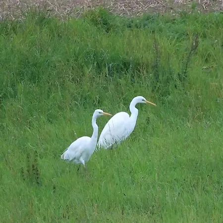Bienenwagen Weitblick, Kamin, Sauna Ganzjaehrig Nutzbar Dargun