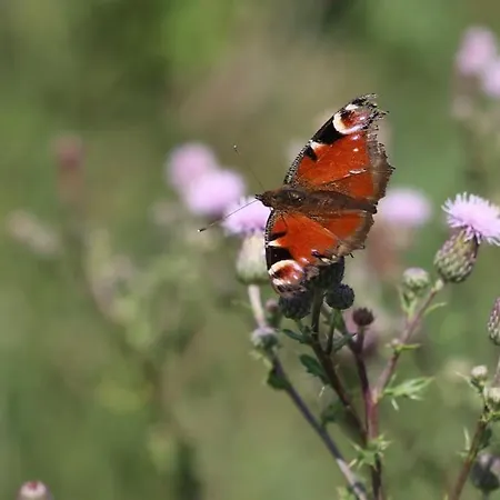 Bienenwagen Weitblick, Kamin, Sauna Ganzjaehrig Nutzbar * Dargun