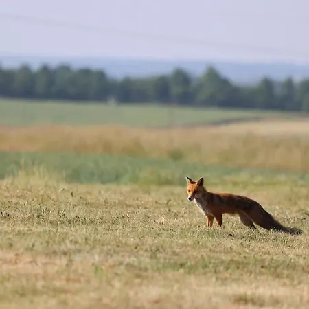 Bienenwagen Weitblick, Kamin, Sauna Ganzjaehrig Nutzbar Apartment *